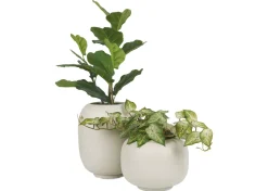 Urban Barn Bardot Planter- Vases & Planters