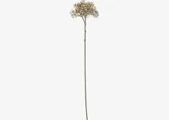 Urban Barn Beare Elderberry Stem- Blooms & Branches