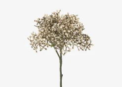 Urban Barn Beare Elderberry Stem- Blooms & Branches