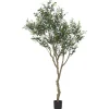 Urban Barn Cyprus Olive Tree Potted 7ft- Blooms & Branches