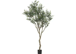 Urban Barn Cyprus Olive Tree Potted 7ft- Blooms & Branches
