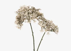 Urban Barn Dunne Allium Branch- Blooms & Branches