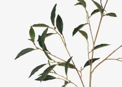 Urban Barn Elena Laurel Spray Branch- Blooms & Branches
