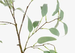 Urban Barn Eucalyptus Caesia Branch- Blooms & Branches