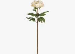 Urban Barn Jayde Peony Stem Ivory- Blooms & Branches
