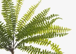 Urban Barn Jylan Long Fern Bunch- Blooms & Branches
