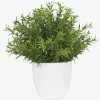 Urban Barn Leesa Rosemary Potted- Blooms & Branches