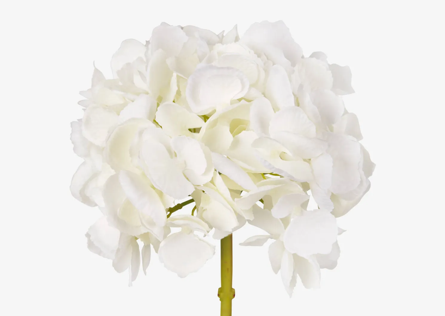 Urban Barn Lydia Hydrangea Stem- Blooms & Branches