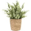 Urban Barn Suri Eucalyptus Plant Potted- Blooms & Branches