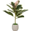 Urban Barn Tineke Ficus Plant Potted- Blooms & Branches
