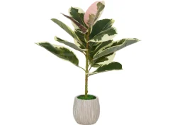 Urban Barn Tineke Ficus Plant Potted- Blooms & Branches