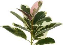 Urban Barn Tineke Ficus Plant Potted- Blooms & Branches