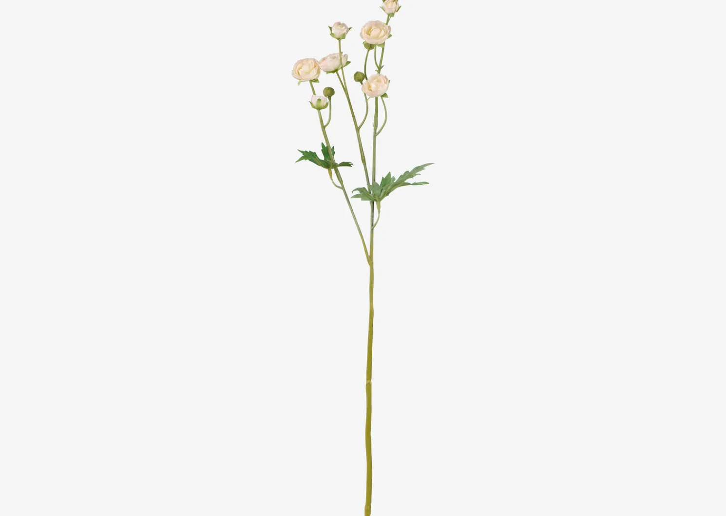 Urban Barn Tove Mini Ranunculus- Blooms & Branches