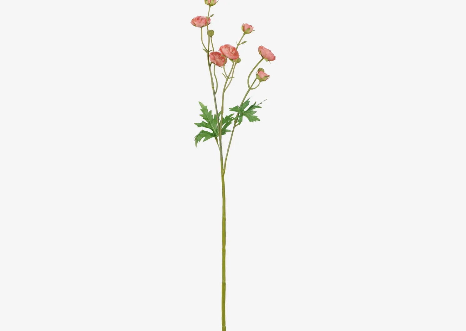 Urban Barn Tove Mini Ranunculus- Blooms & Branches