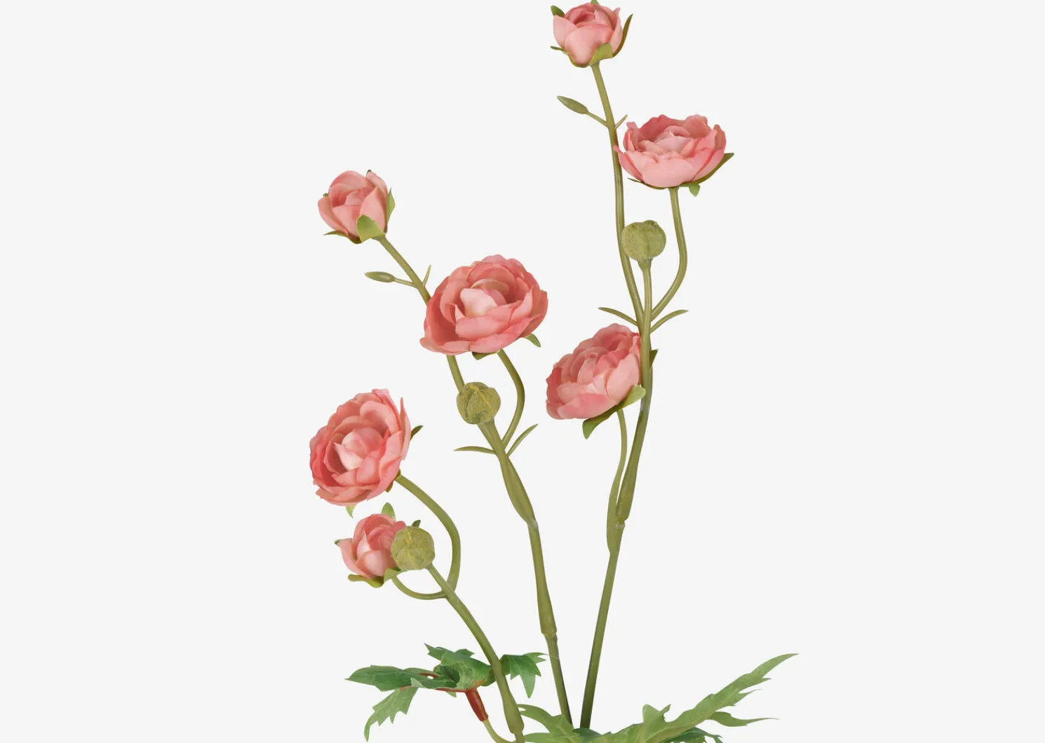 Urban Barn Tove Mini Ranunculus- Blooms & Branches