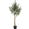 Urban Barn Tristin Olive Tree Potted Large- Blooms & Branches