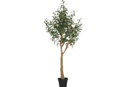 Urban Barn Tristin Olive Tree Potted Large- Blooms & Branches
