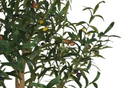 Urban Barn Tristin Olive Tree Potted Large- Blooms & Branches