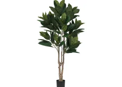 Urban Barn Troye Rubber Tree Potted- Blooms & Branches