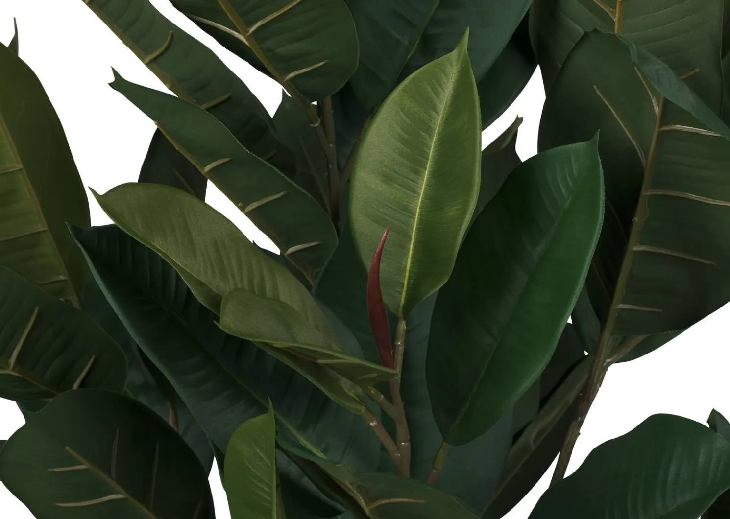 Urban Barn Troye Rubber Tree Potted- Blooms & Branches