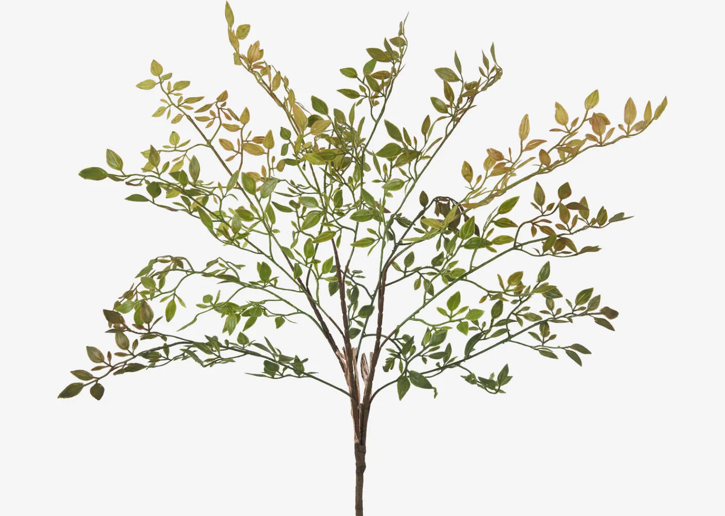 Urban Barn Wren Leaf Bush- Blooms & Branches