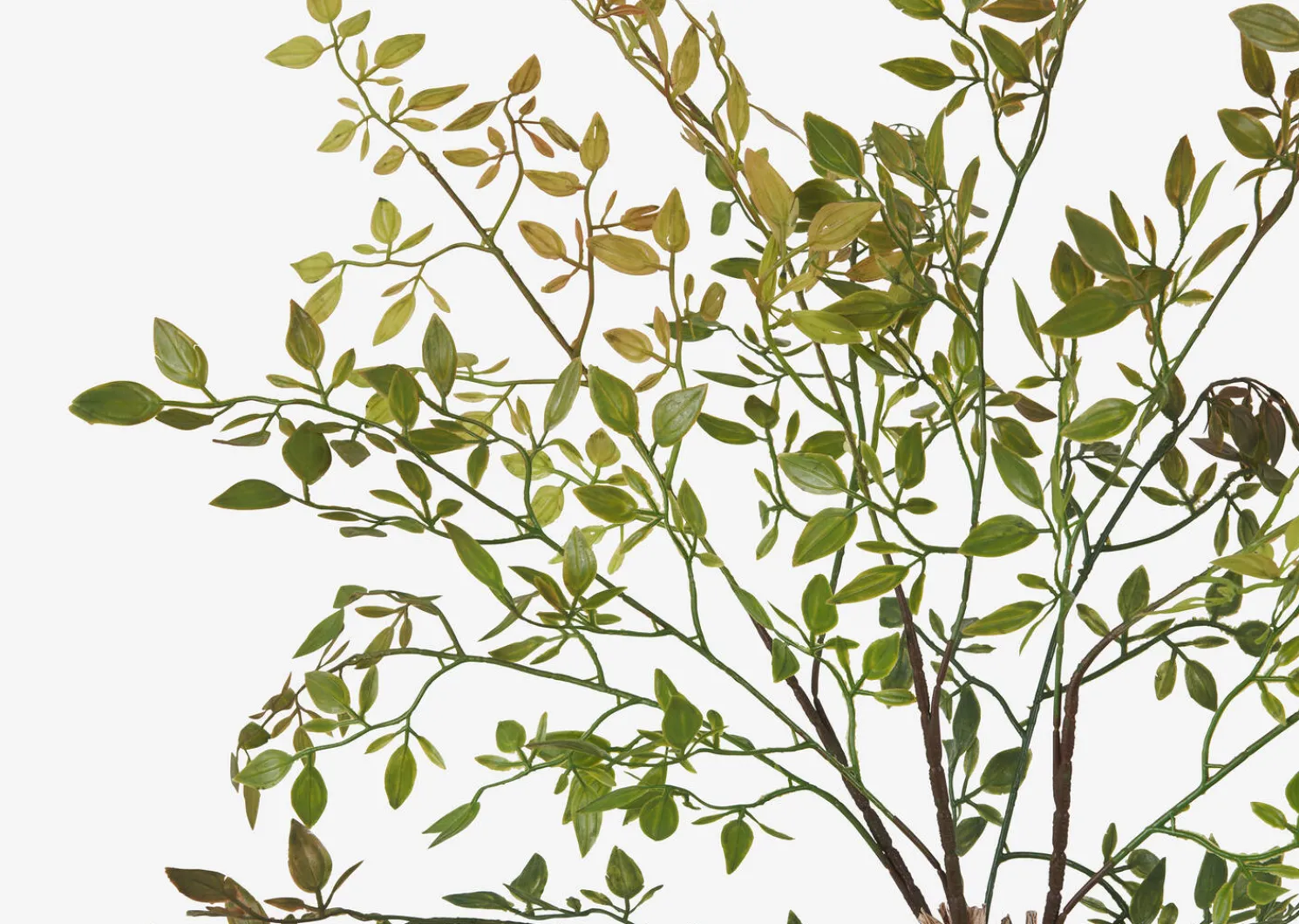 Urban Barn Wren Leaf Bush- Blooms & Branches